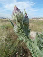 Image of Moor's Cotton Thistle