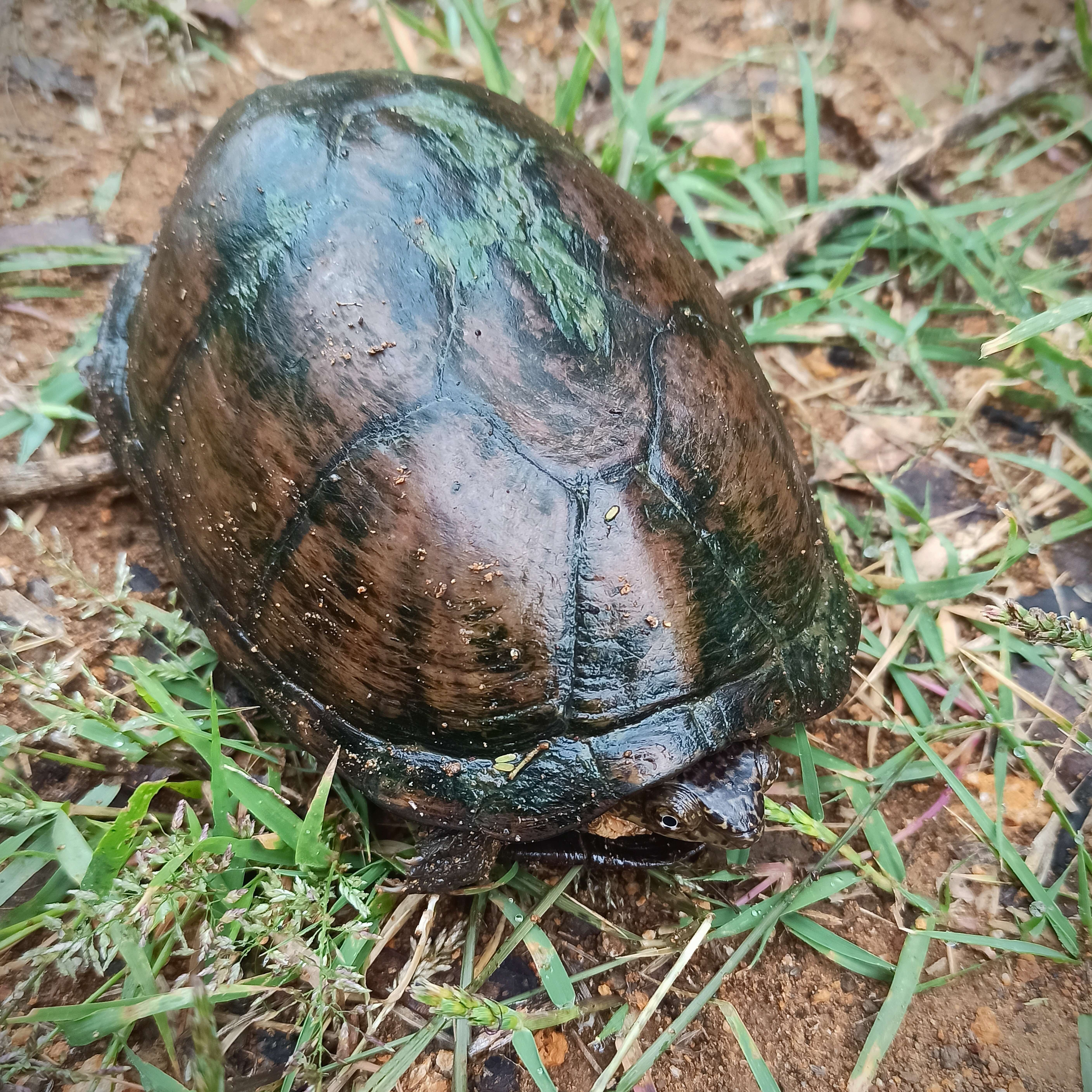 Image of Mexican Mud Turtle