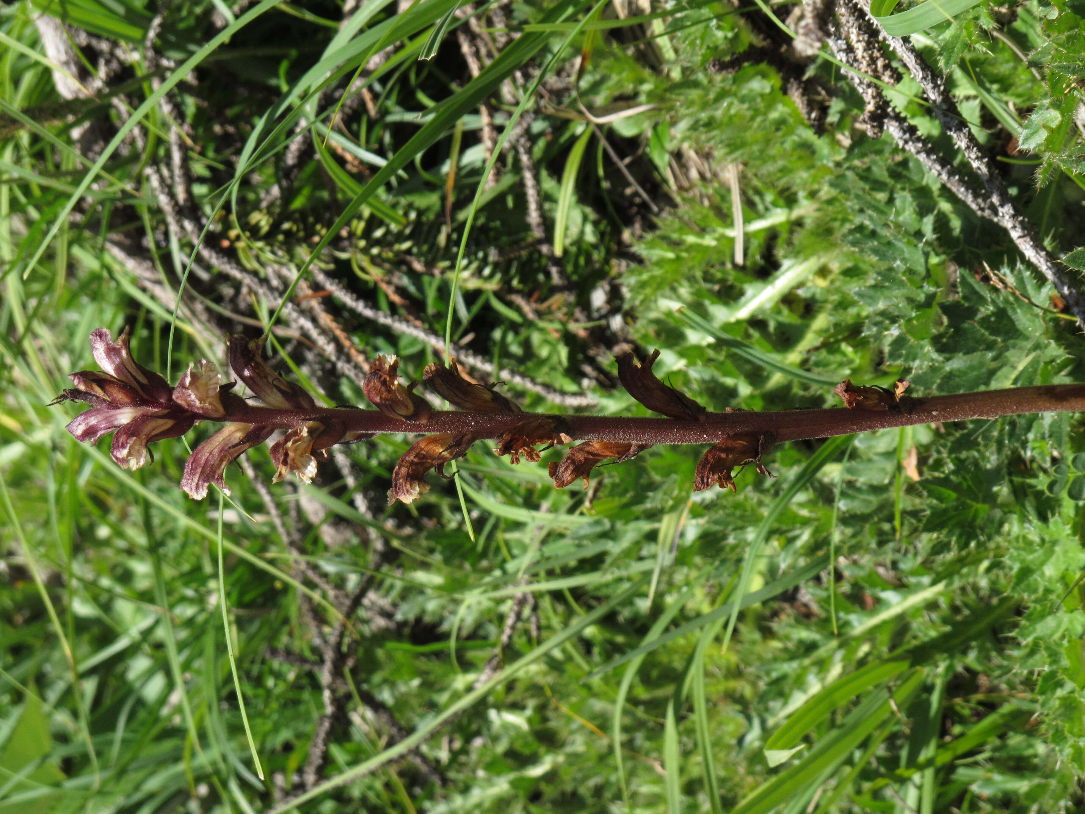 Imagem de Orobanche reticulata Wallr.