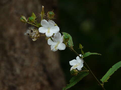 Image of Hibiscus hirtus L.