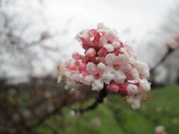 Sivun Viburnum × bodnantense kuva