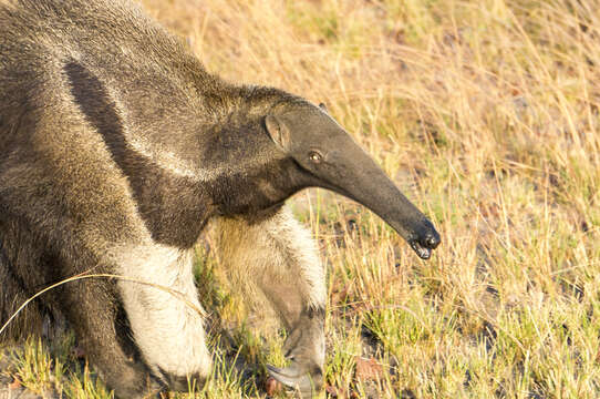 Image of Giant anteaters