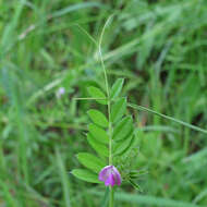 Image of Common Vetch