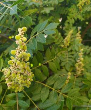 Image of staghorn sumac