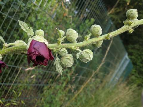 Image of hollyhock