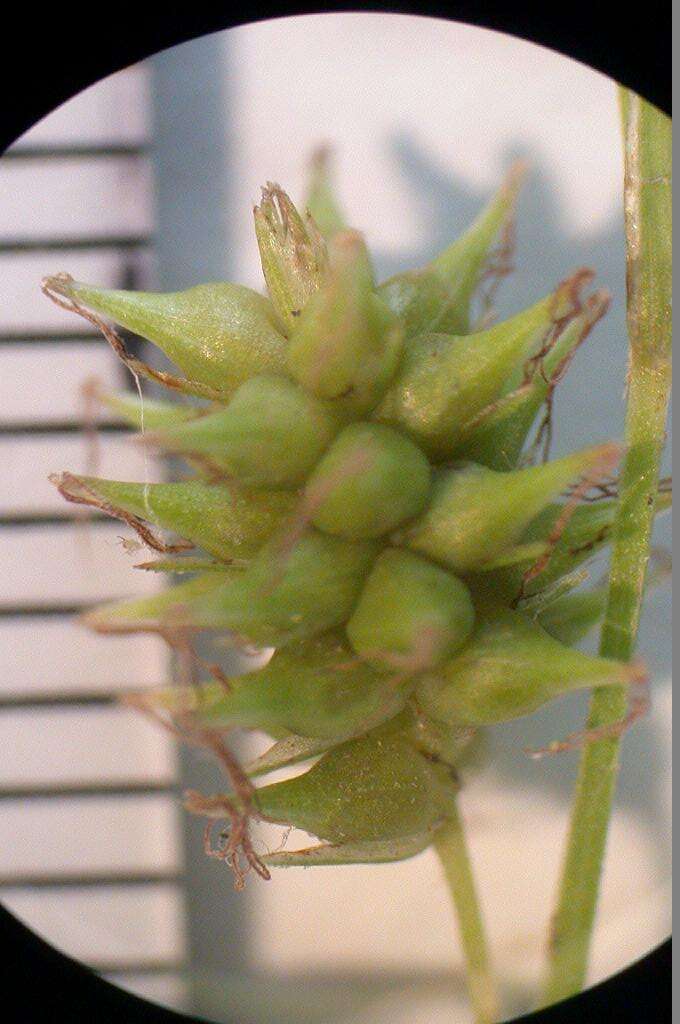 Image of Carex japonica Thunb.