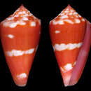 Image of Conus lucaya Petuch 2000