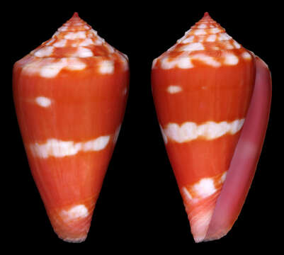 Image of Conus lucaya Petuch 2000