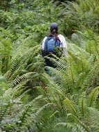 Image of alpine woodfern