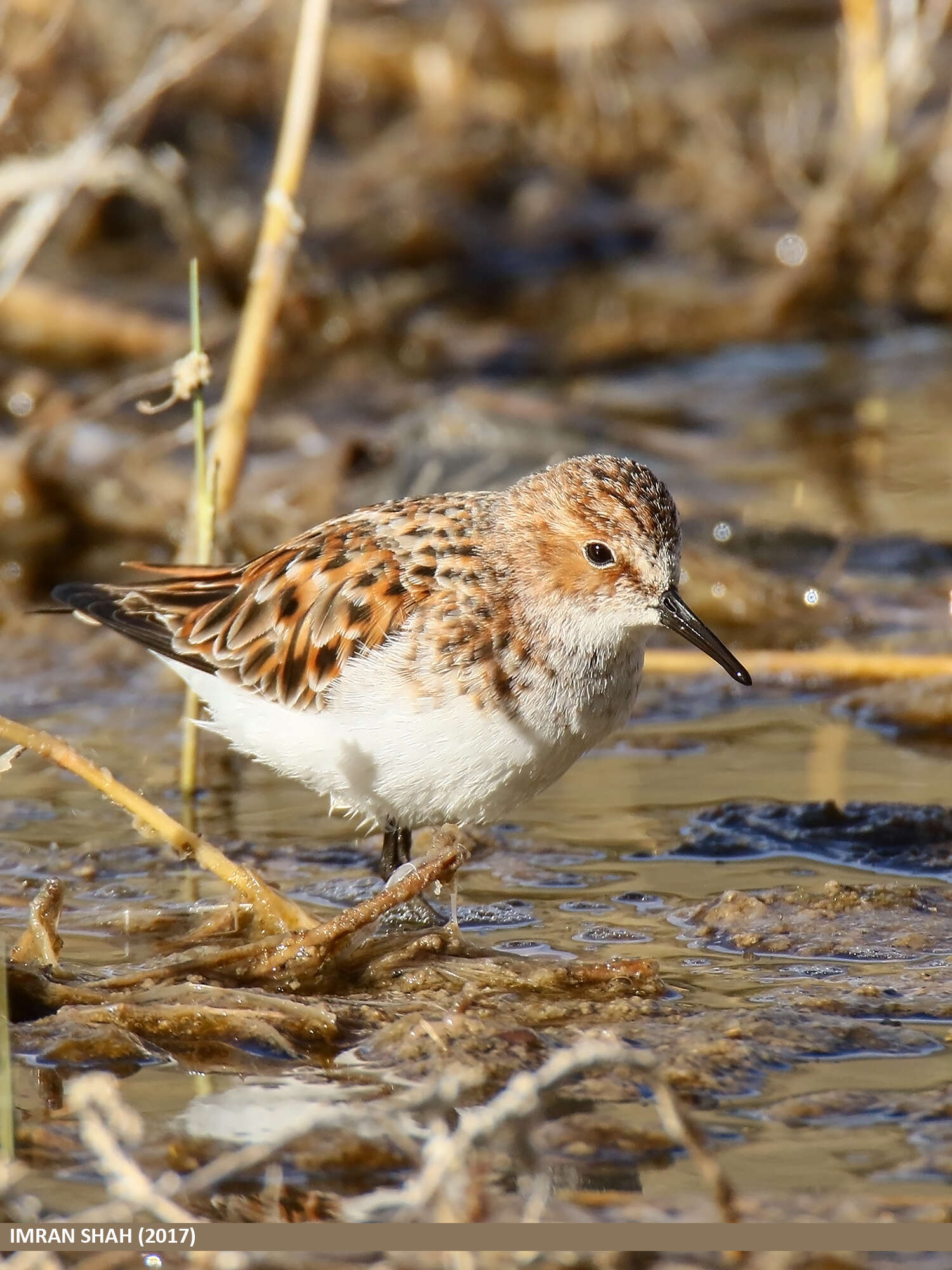 Plancia ëd Calidris minuta (Leisler 1812)