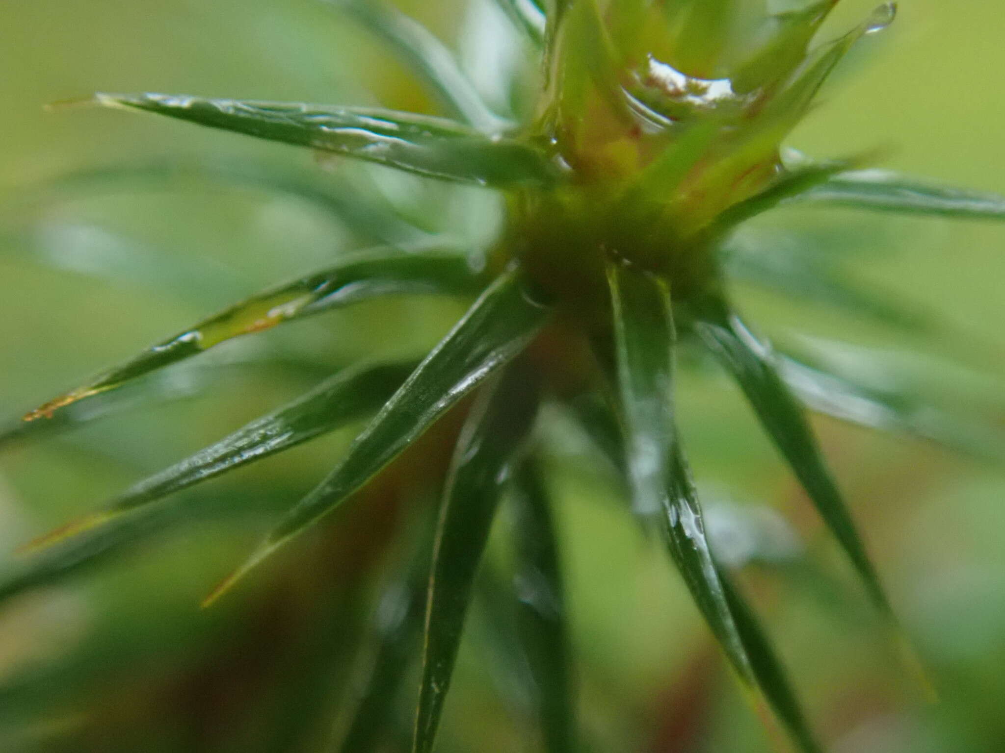 Image of juniper polytrichum moss