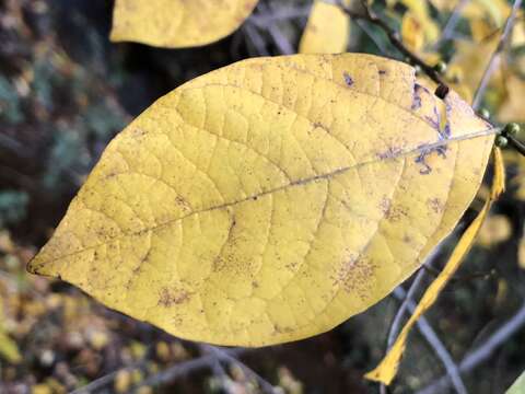 Image of northern spicebush