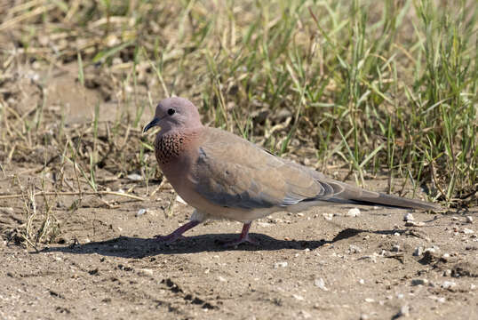 Image of Laughing Dove