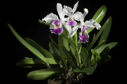 Image of Warscewicz's Cattleya