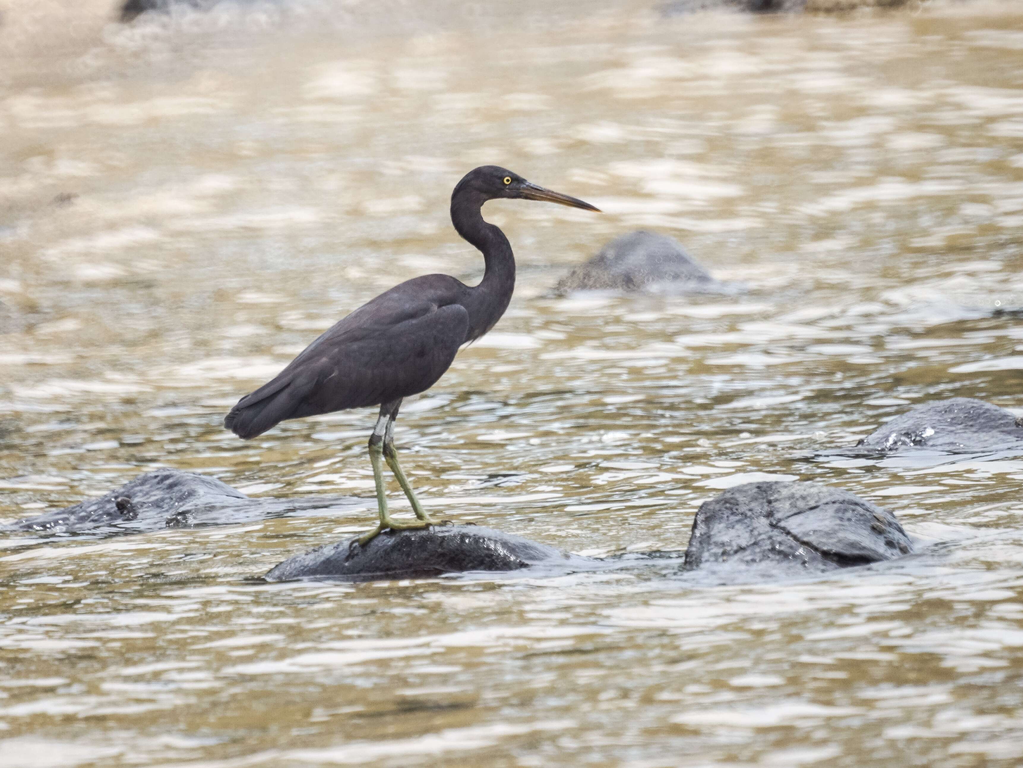 Image de Aigrette sacrée