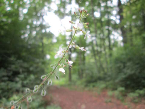 Image of broadleaf enchanter's nightshade