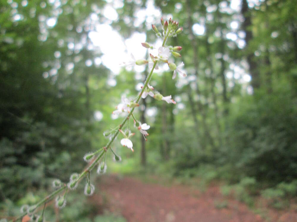 Plancia ëd Circaea lutetiana L.