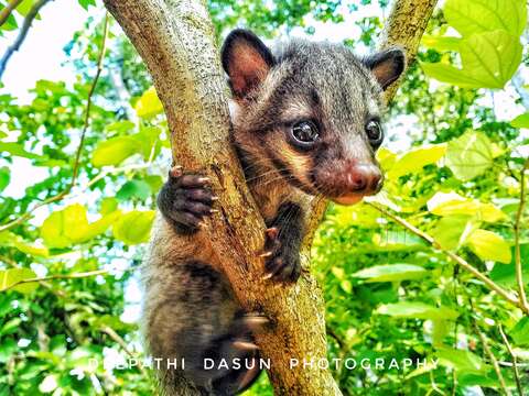 Image of Common palm civet