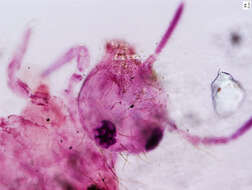 Image of Globular Springtails