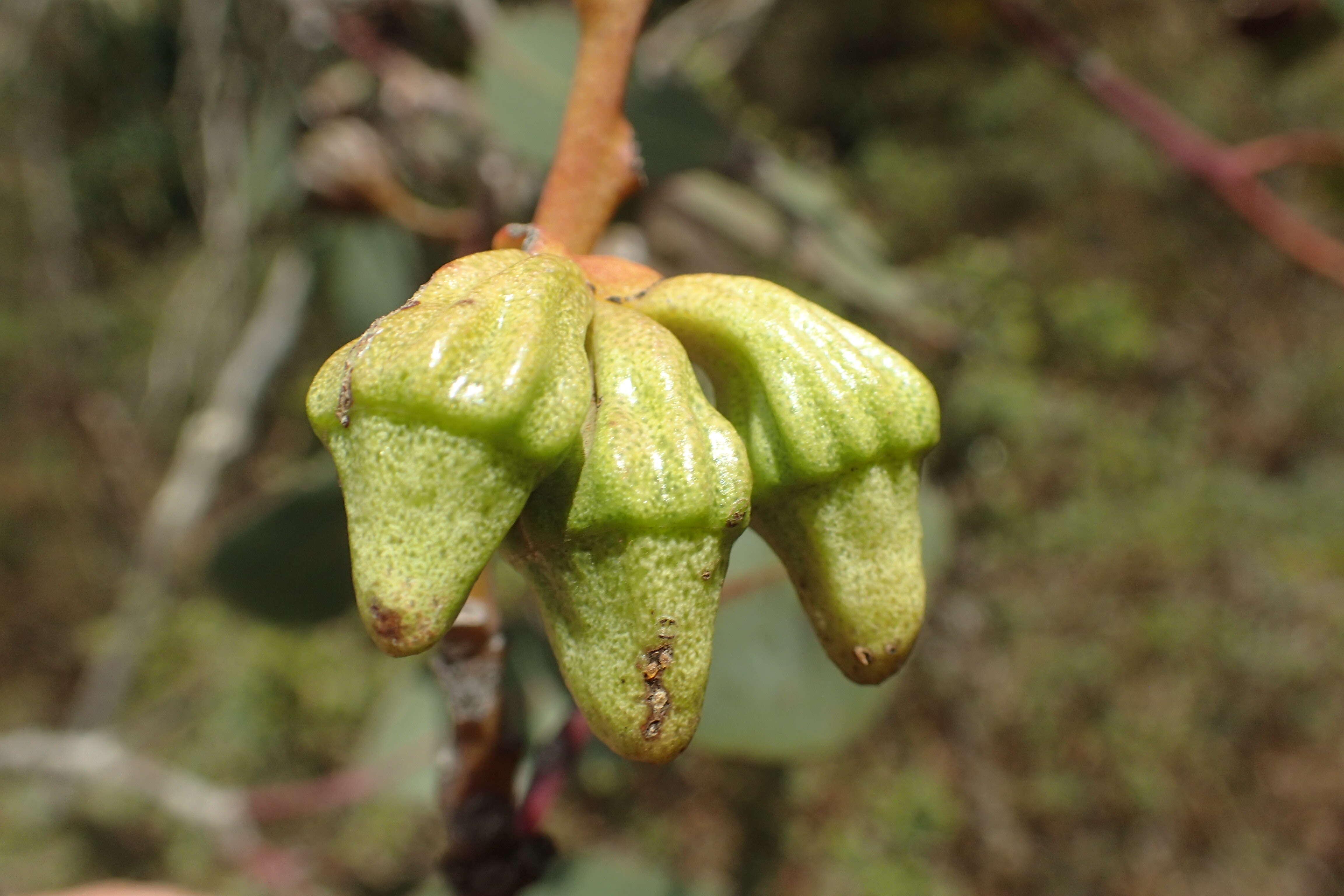 Image of Eucalyptus kessellii Maiden & Blakely