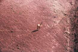 Image of Guanaco