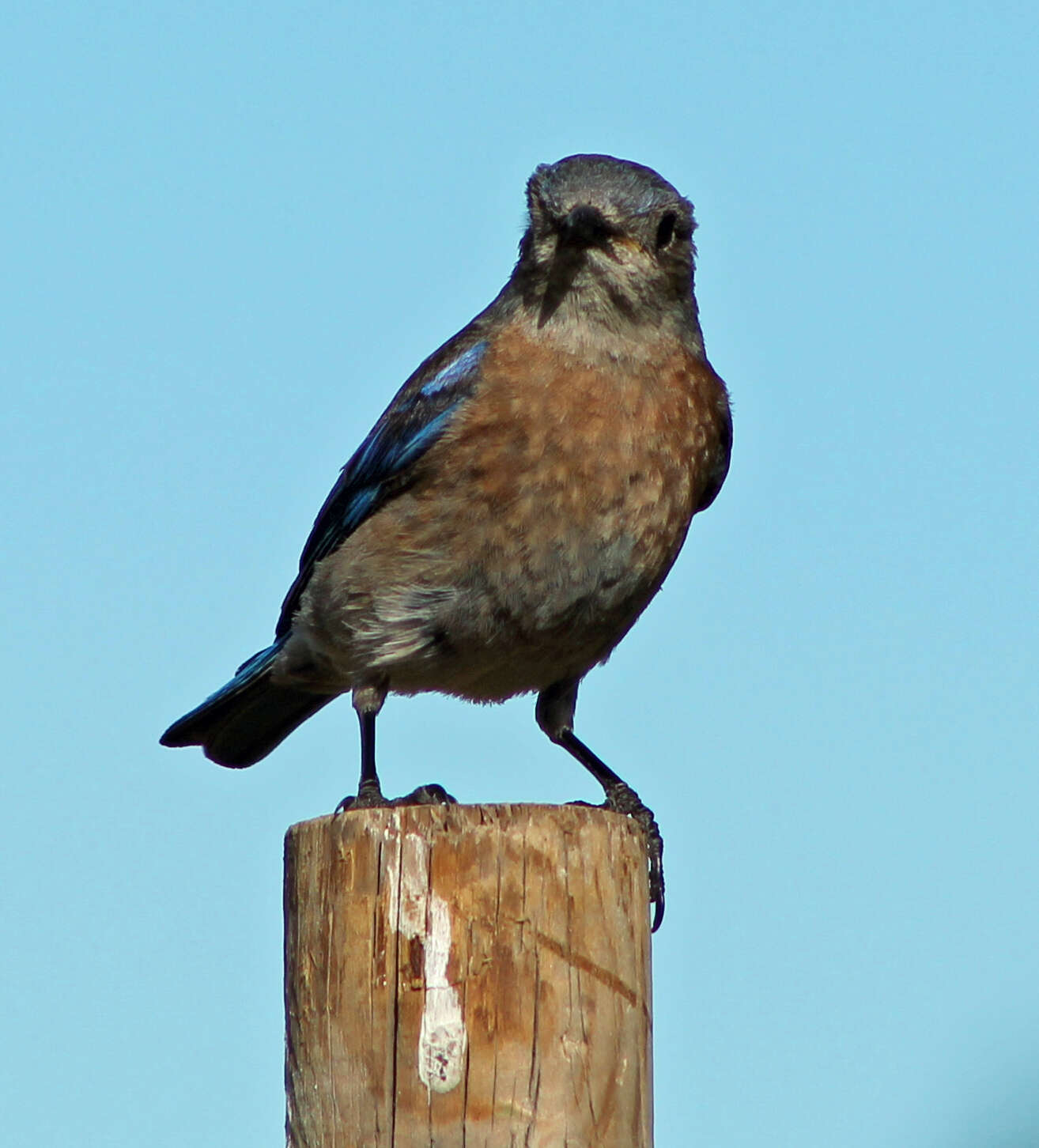 Image of Western Bluebird