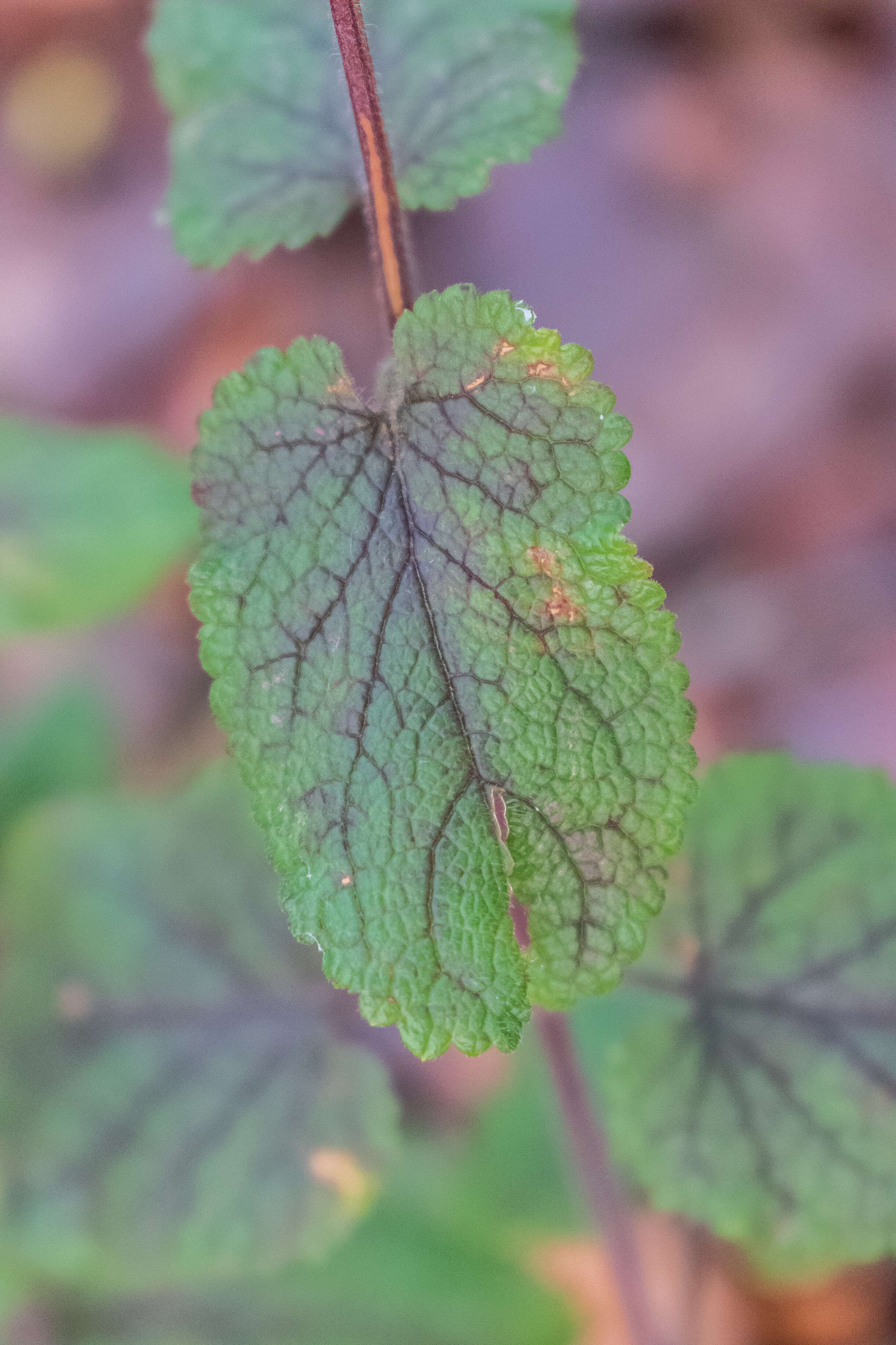 Слика од Teucrium scorodonia L.