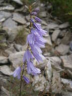 Imagem de Campanula bononiensis L.