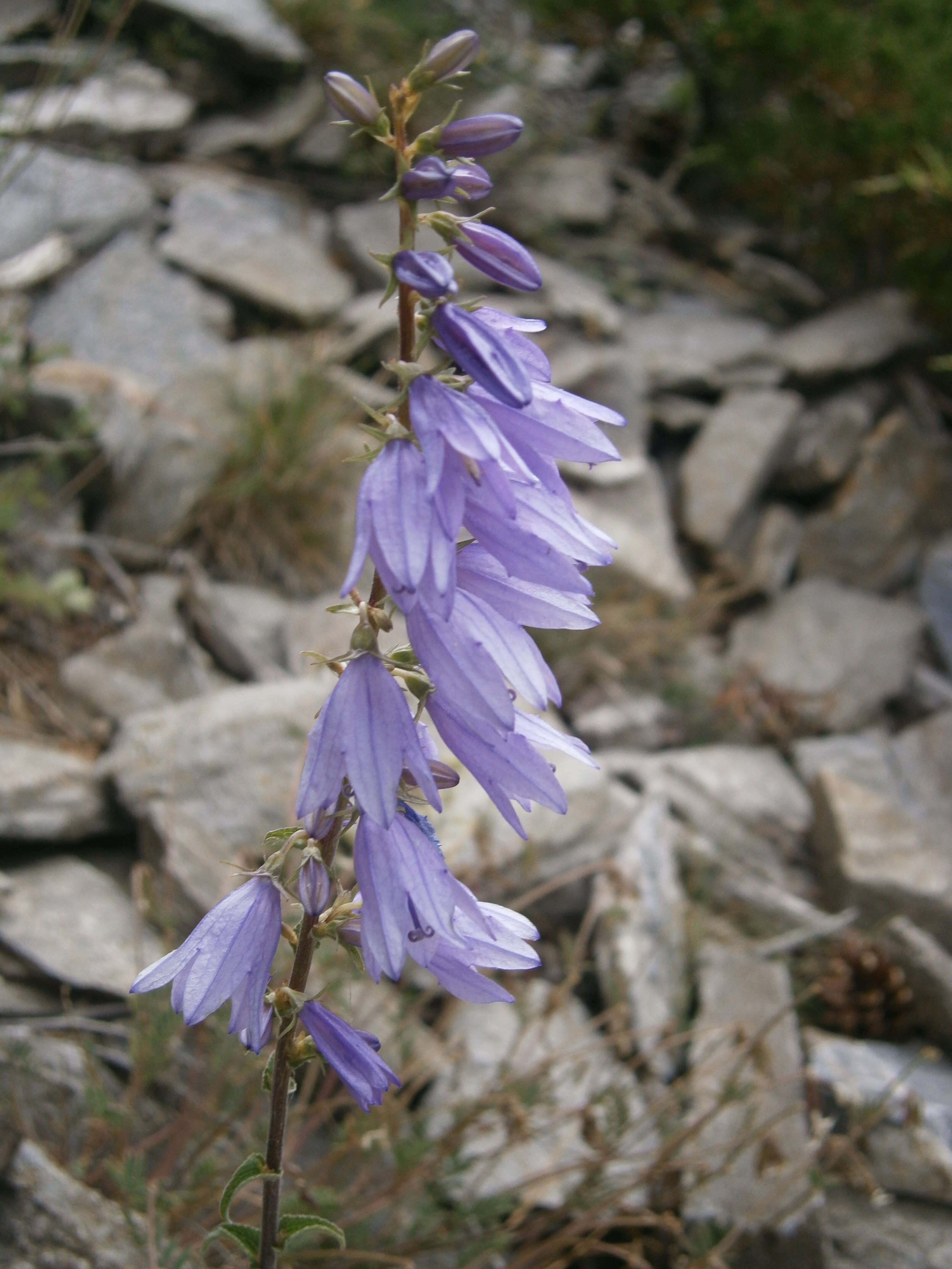 Image of European bellflower