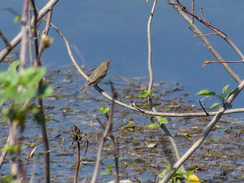 Image of Common Chiffchaff