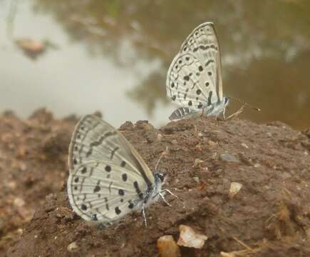 Image of Thorn-tree blue