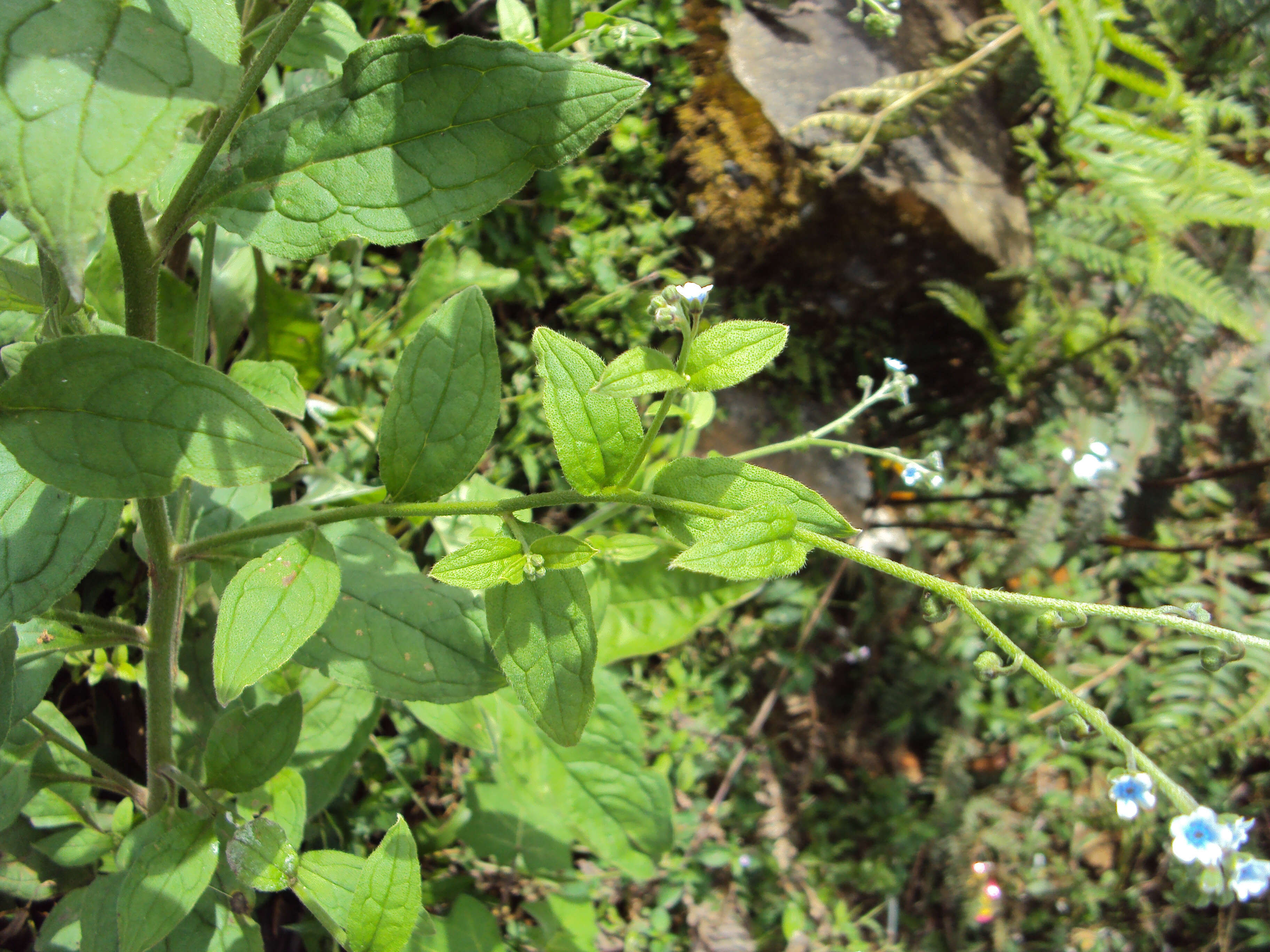 Image of Ceylon hound's tongue