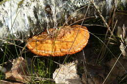 Imagem de Pycnoporus cinnabarinus (Jacq.) P. Karst. 1881