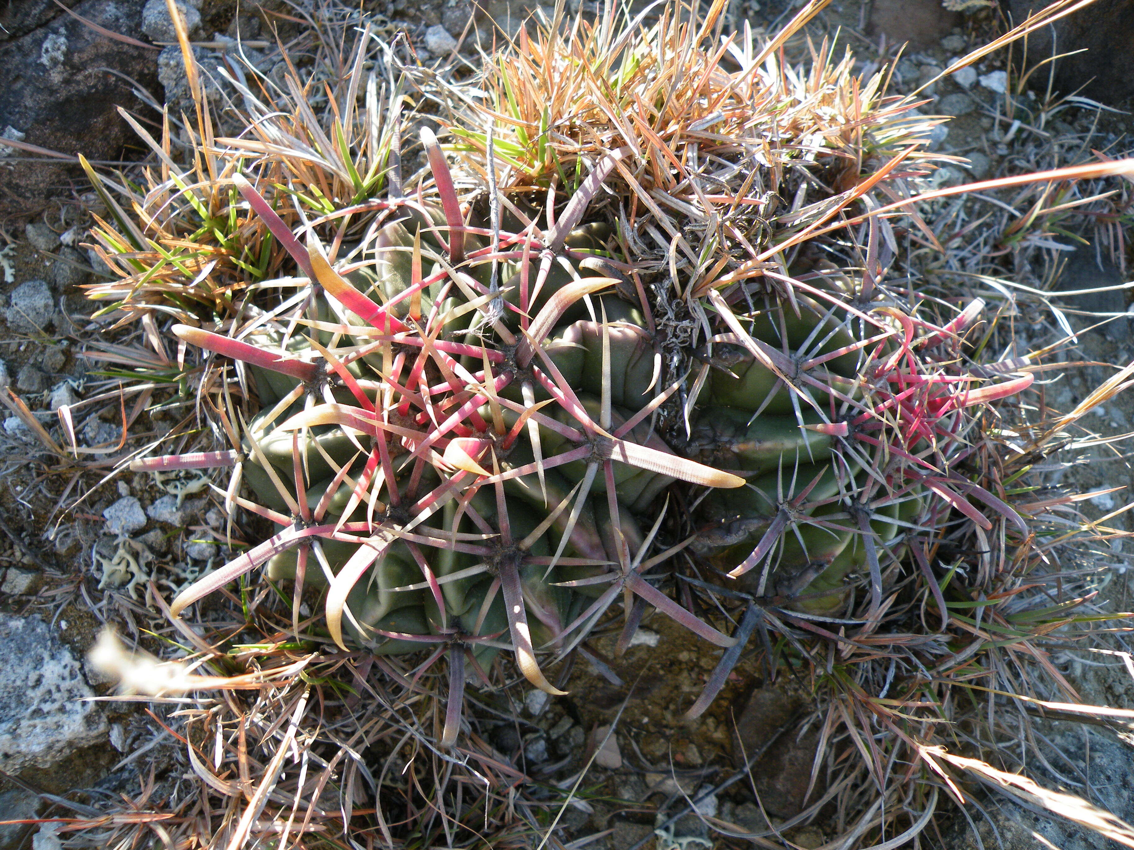 Image of Ferocactus latispinus (Haw.) Britton & Rose