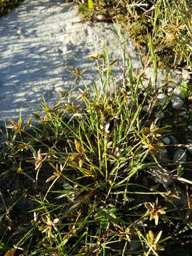 Image of Yellow Flat Sedge