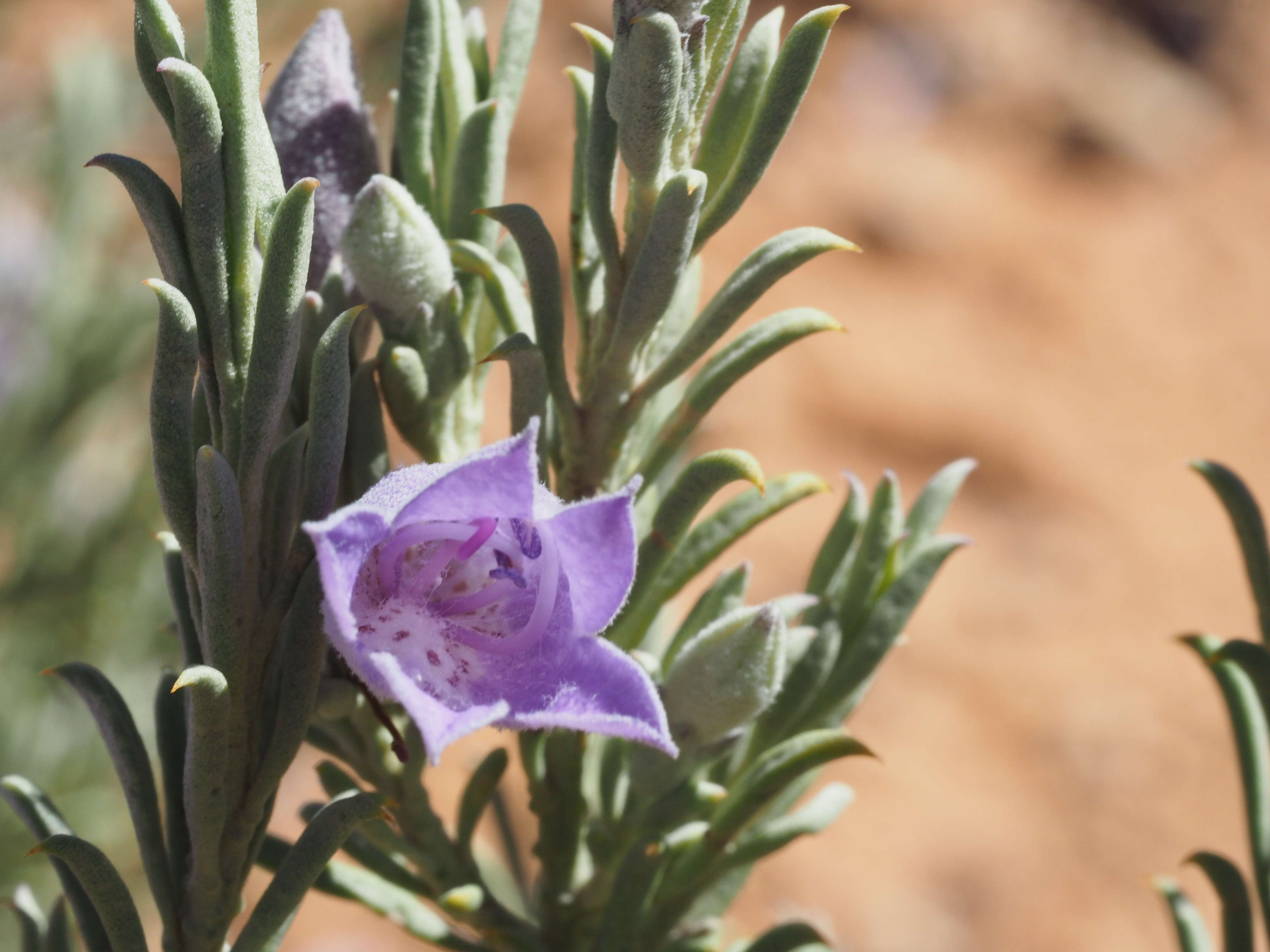 Слика од Eremophila pantonii F. Muell.