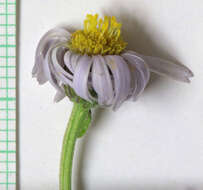 Image of Indian Canyon fleabane