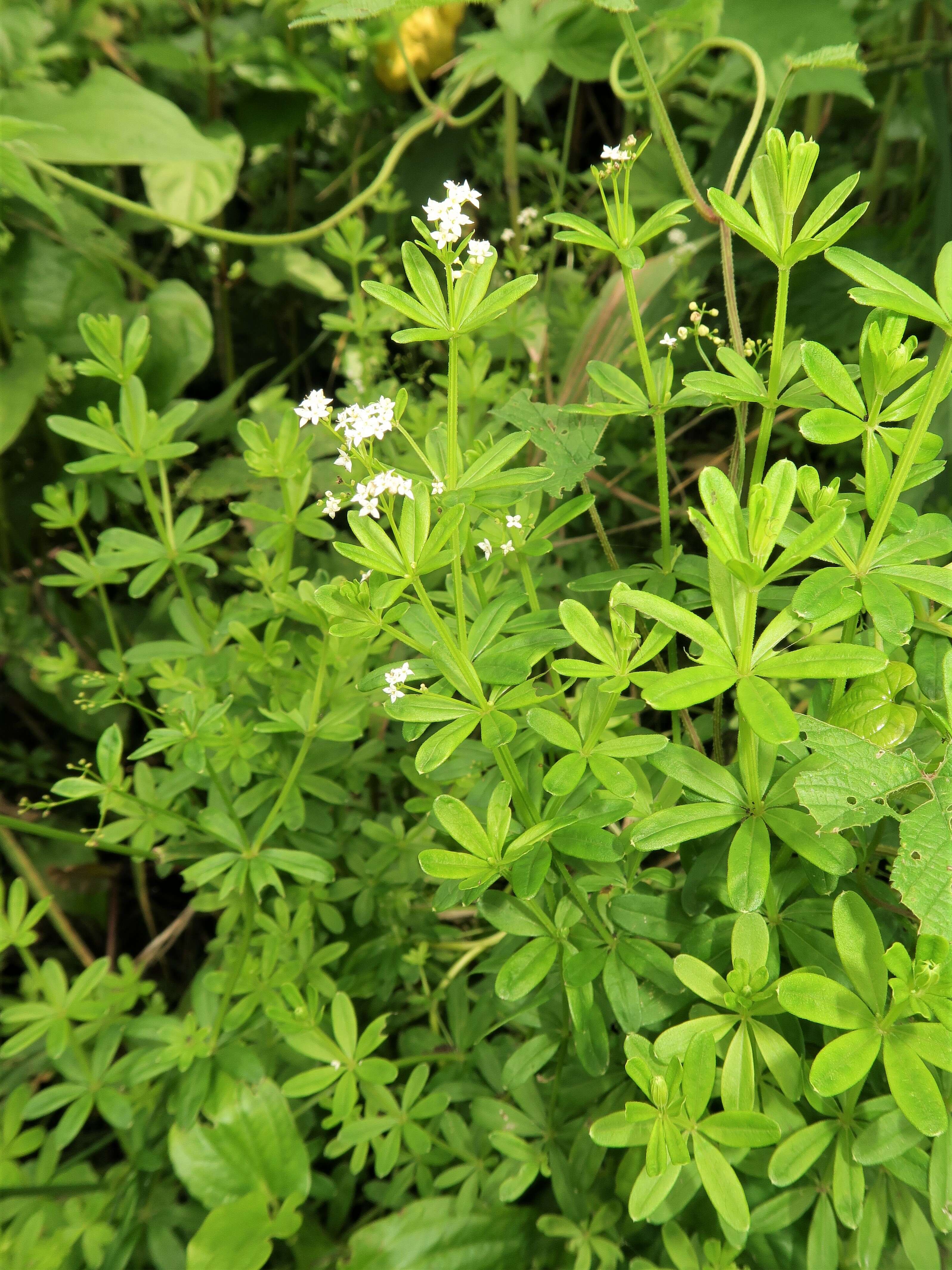 Image of bedstraw