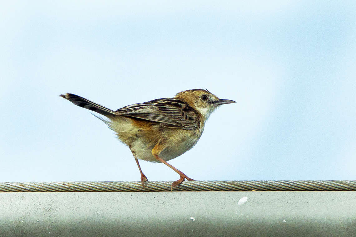 Image of Fan-tailed Cisticola