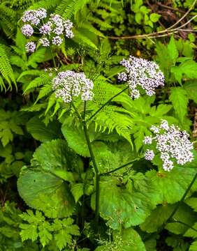 Image of Chaerophyllum hirsutum L.