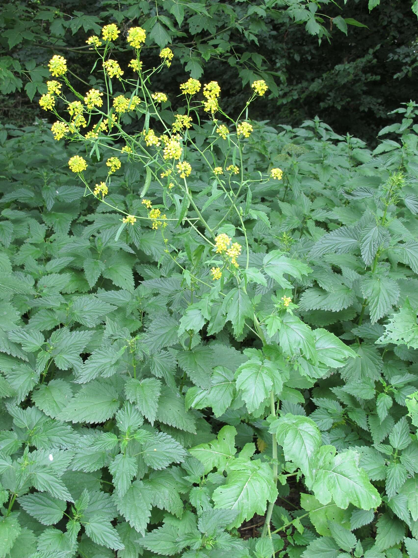 Image of black mustard