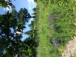 Imagem de Vicia tenuifolia Roth