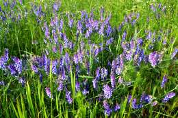 Image of bird vetch