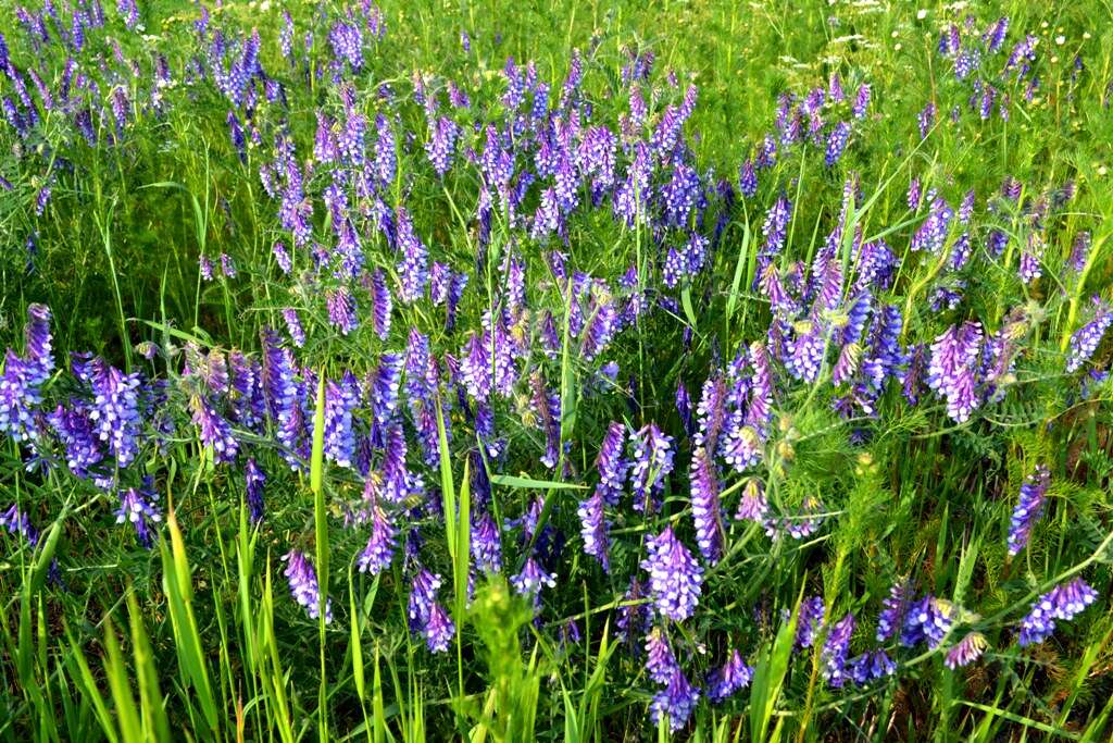 Image of bird vetch