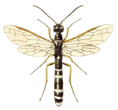 Image of stem sawflies