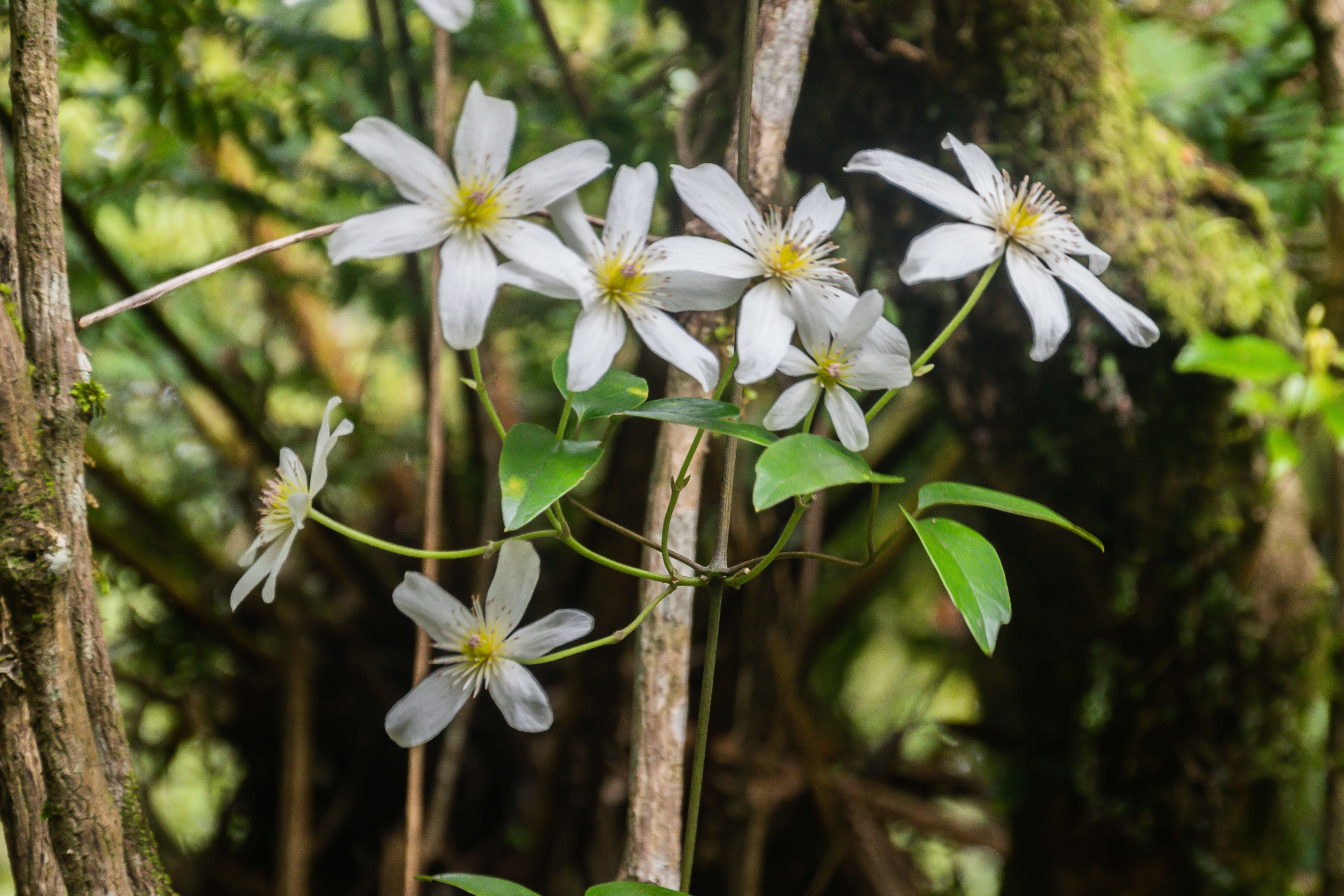 Image of New Zealand clematis