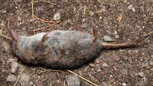 Image of Common Shrew