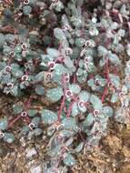 Imagem de Euphorbia melanadenia Torr. & A. Gray