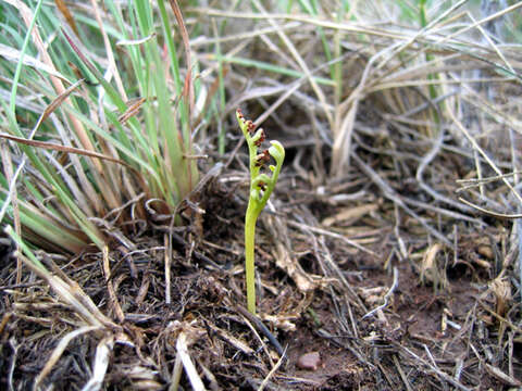 Image of Iowa moonwort