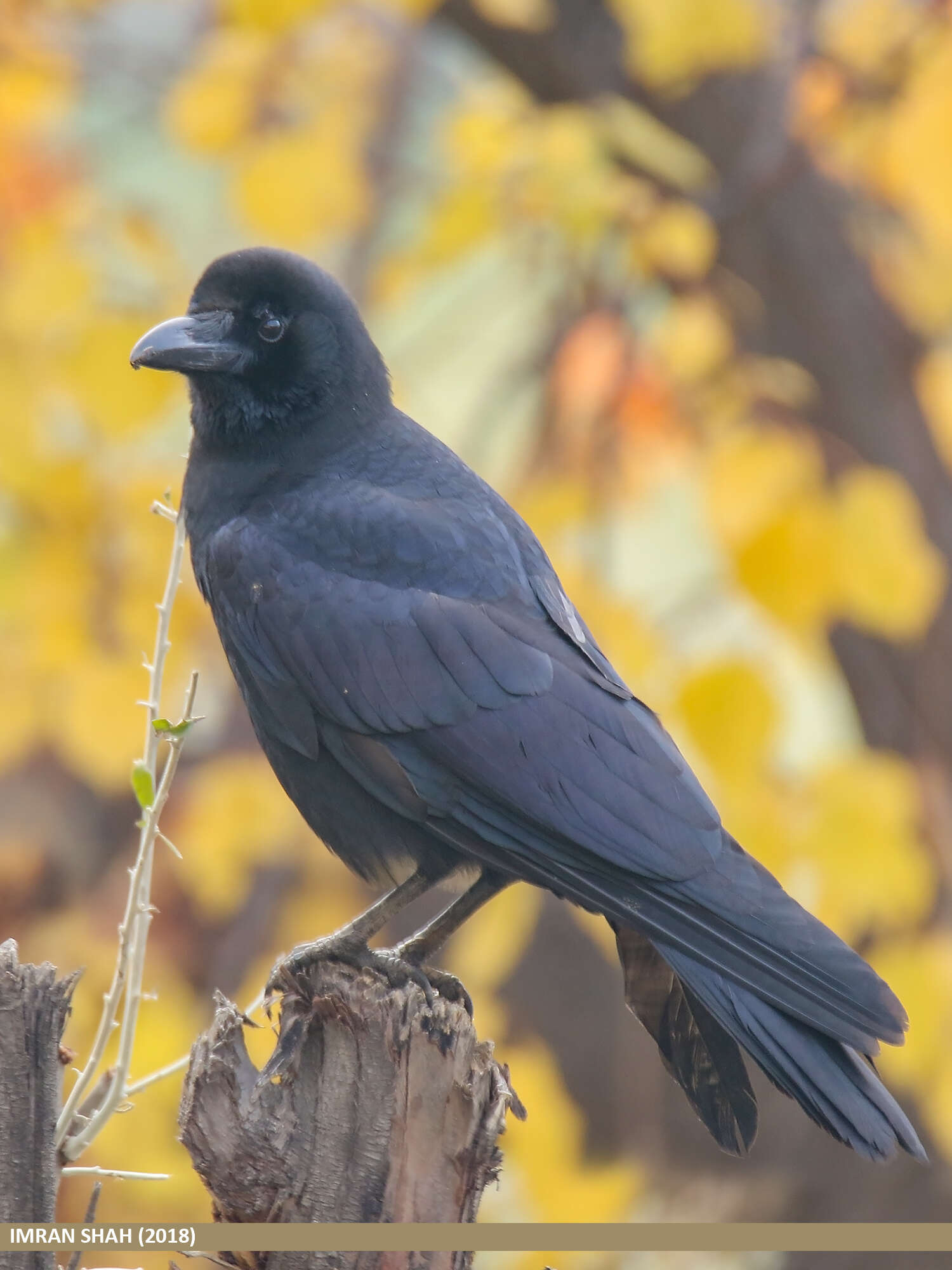 Image of Large-billed Crow